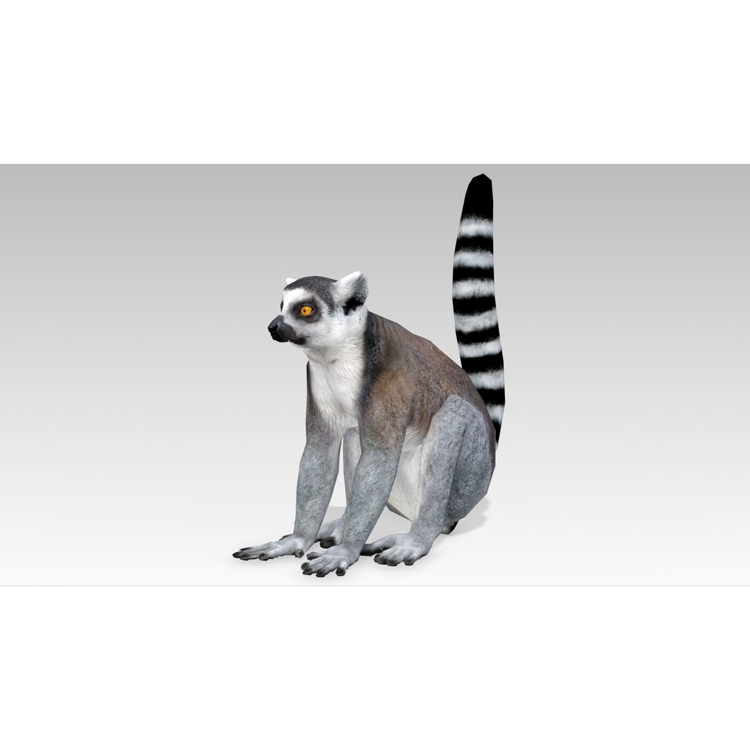 Ring-tailed Lemur 3D Model – Low Poly Animated Asset, FBX - View 4