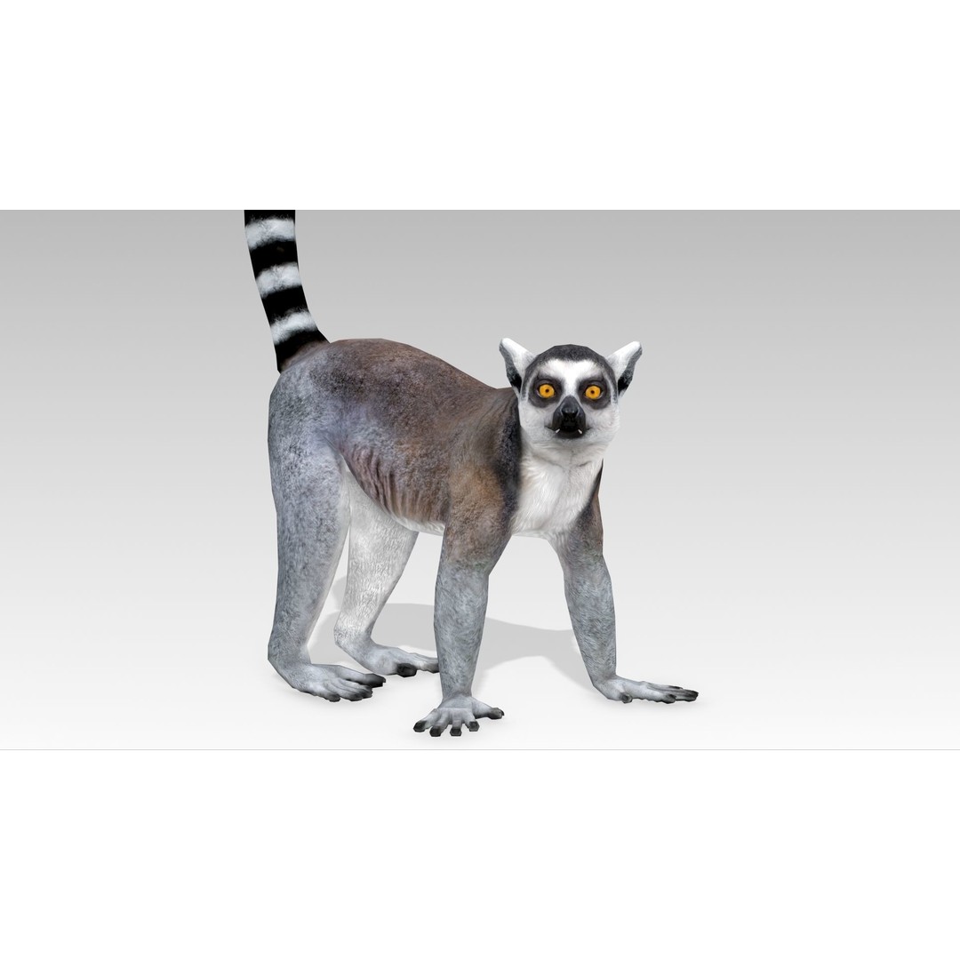 Ring-tailed Lemur 3D Model – Low Poly Animated Asset, FBX - View 5