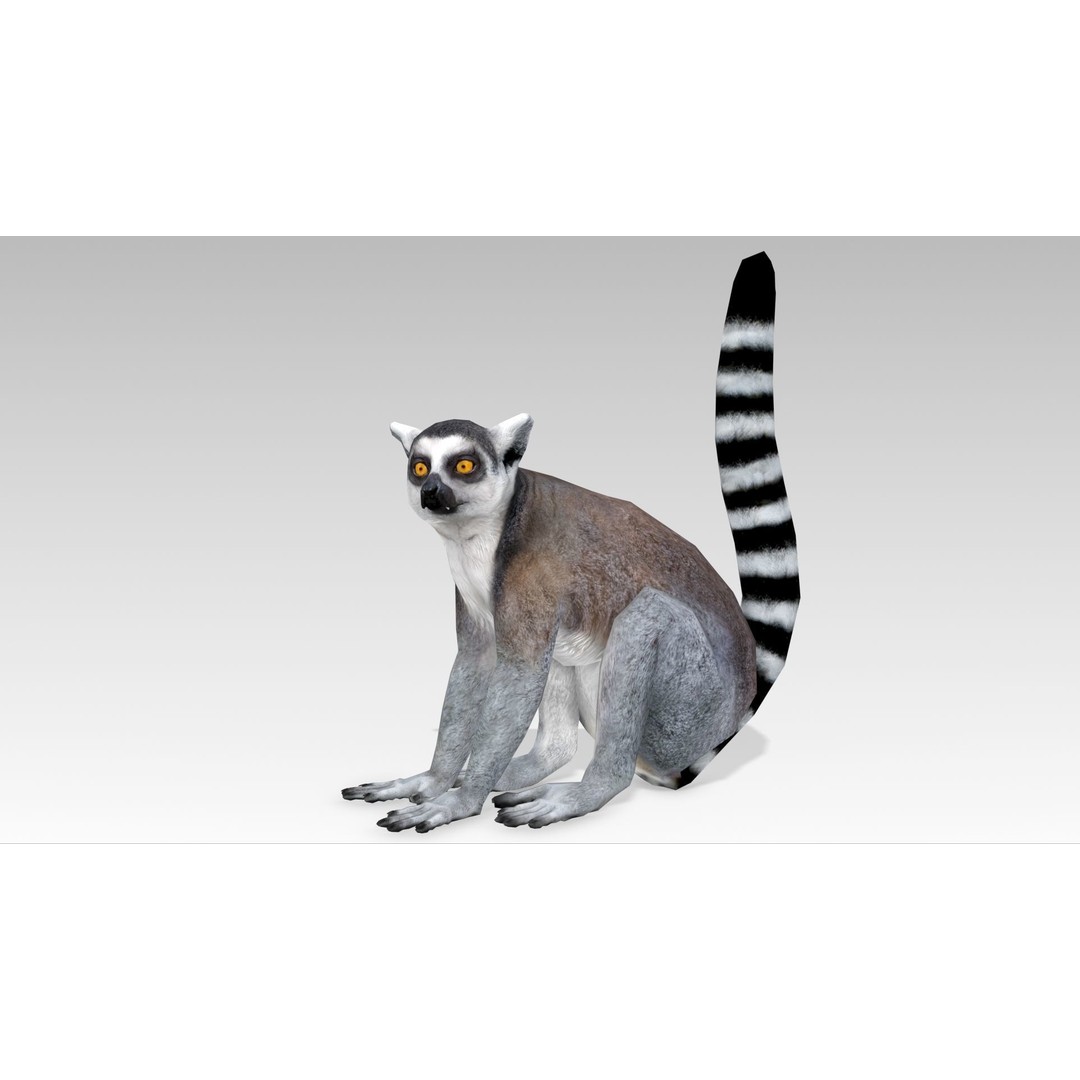 Ring-tailed Lemur 3D Model – Low Poly Animated Asset, FBX - View 6