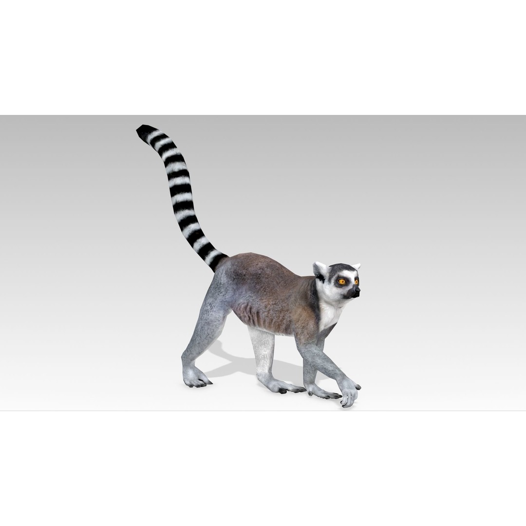 Ring-tailed Lemur 3D Model – Low Poly Animated Asset, FBX - View 7