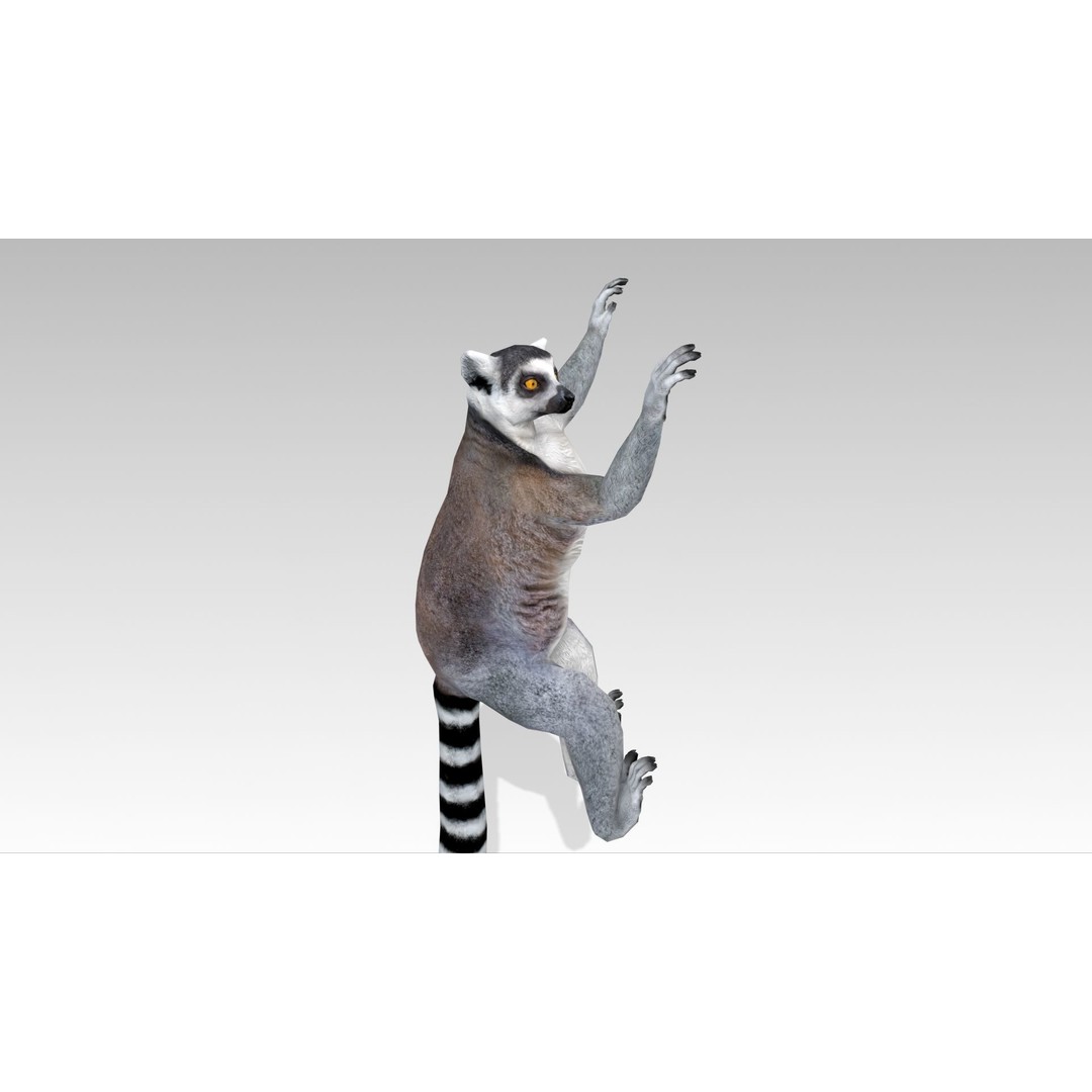 Ring-tailed Lemur 3D Model – Low Poly Animated Asset, FBX - View 8
