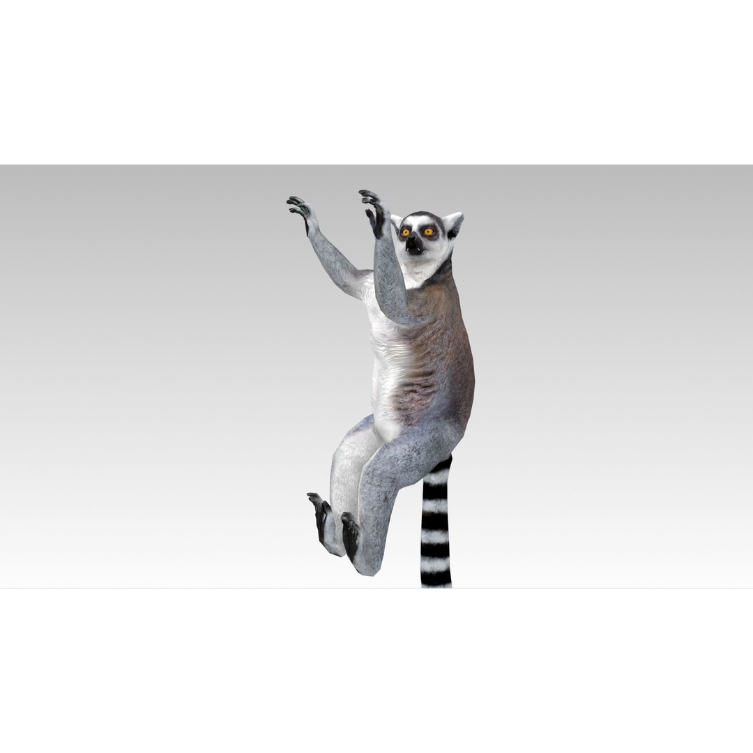 Ring-tailed Lemur 3D Model – Low Poly Animated Asset, FBX - View 9