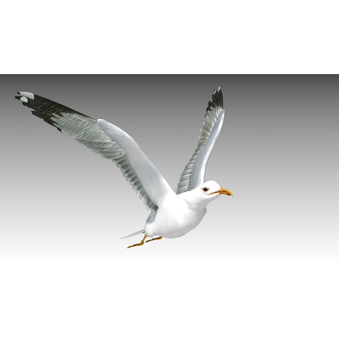 Seagull 3D Model – Low Poly Bird Asset with Animations, FBX - View 10