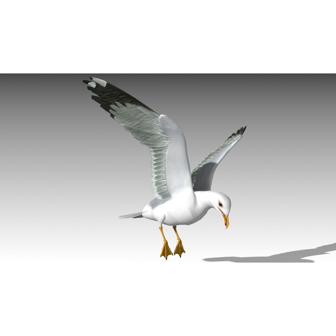 Seagull 3D Model – Low Poly Bird Asset with Animations, FBX - View 11