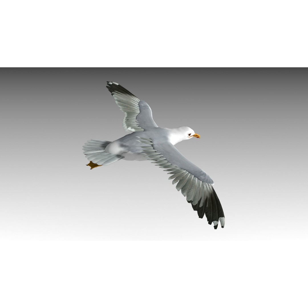 Seagull 3D Model – Low Poly Bird Asset with Animations, FBX - View 12