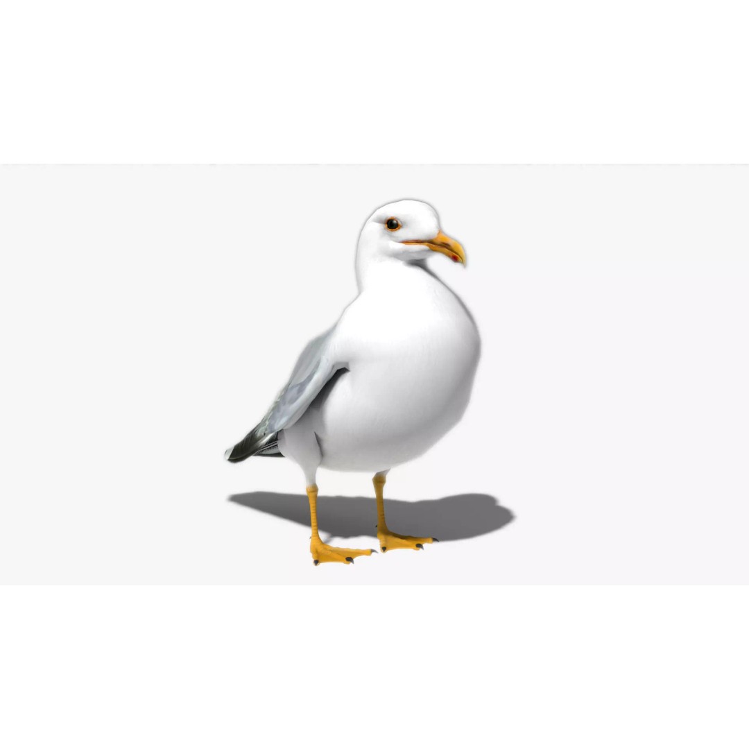 Seagull 3D Model – Low Poly Bird Asset with Animations, FBX - View 2