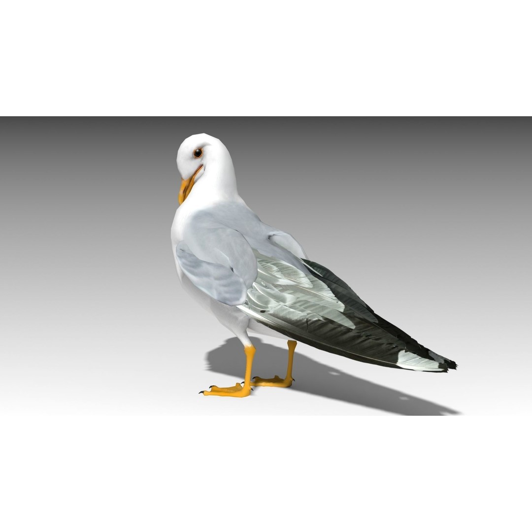 Seagull 3D Model – Low Poly Bird Asset with Animations, FBX - View 3