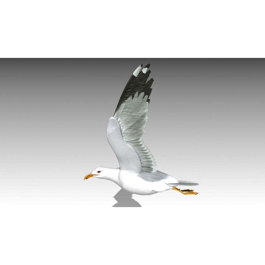 Seagull 3D Model – Low Poly Bird Asset with Animations, FBX - View 4