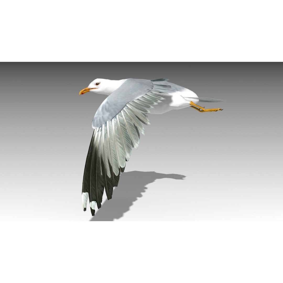 Seagull 3D Model – Low Poly Bird Asset with Animations, FBX - View 5
