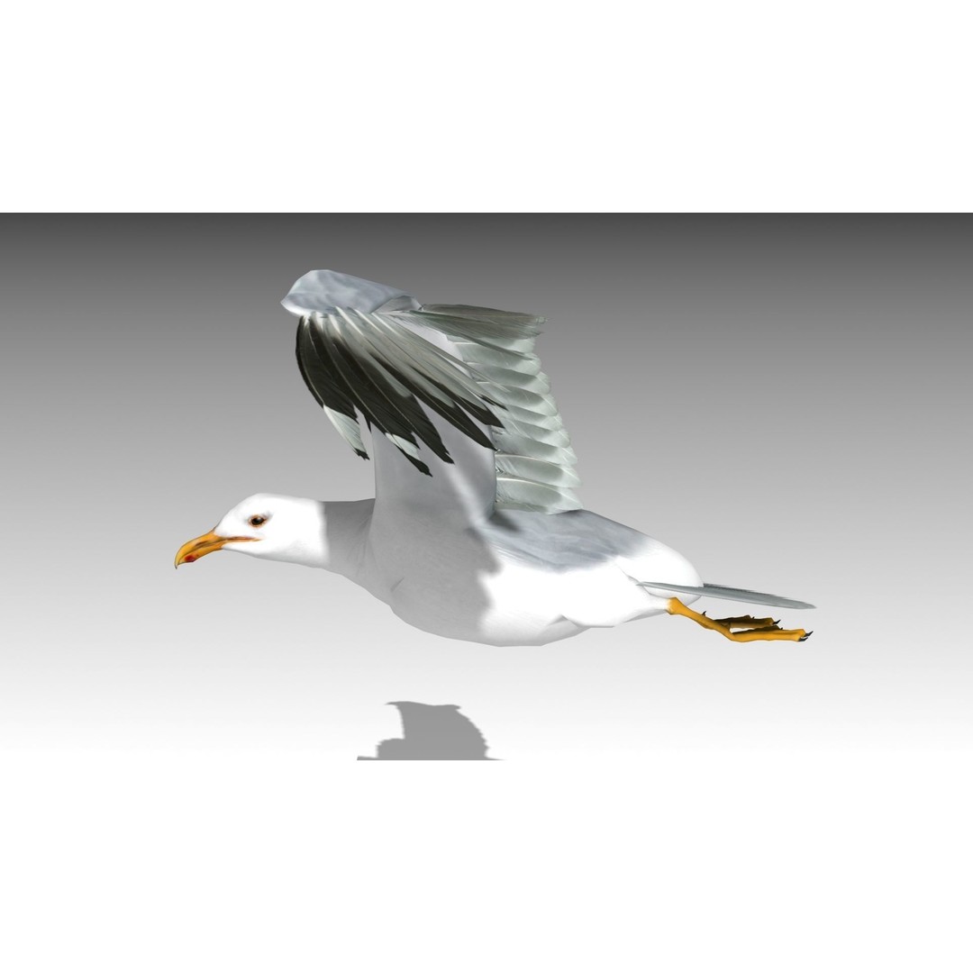 Seagull 3D Model – Low Poly Bird Asset with Animations, FBX - View 6