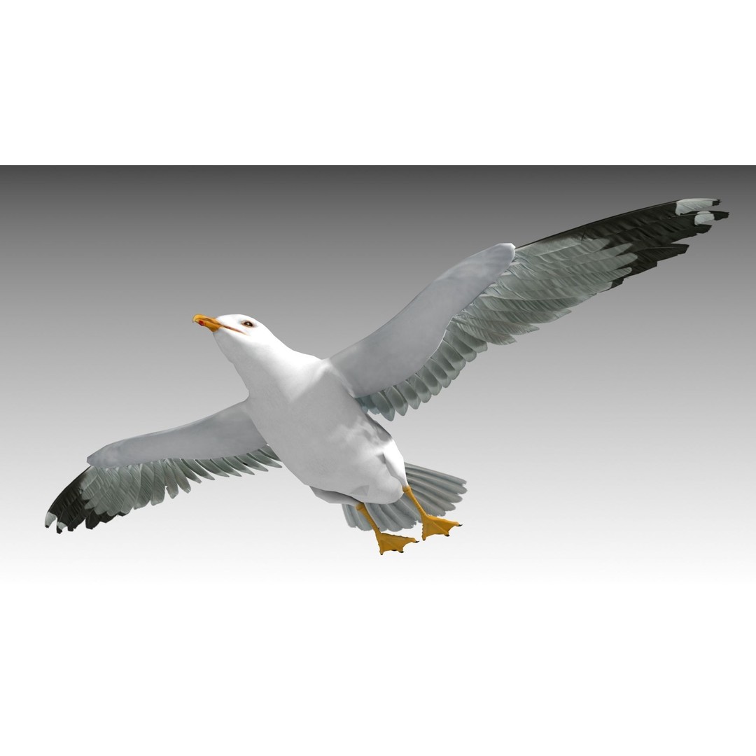 Seagull 3D Model – Low Poly Bird Asset with Animations, FBX - View 7