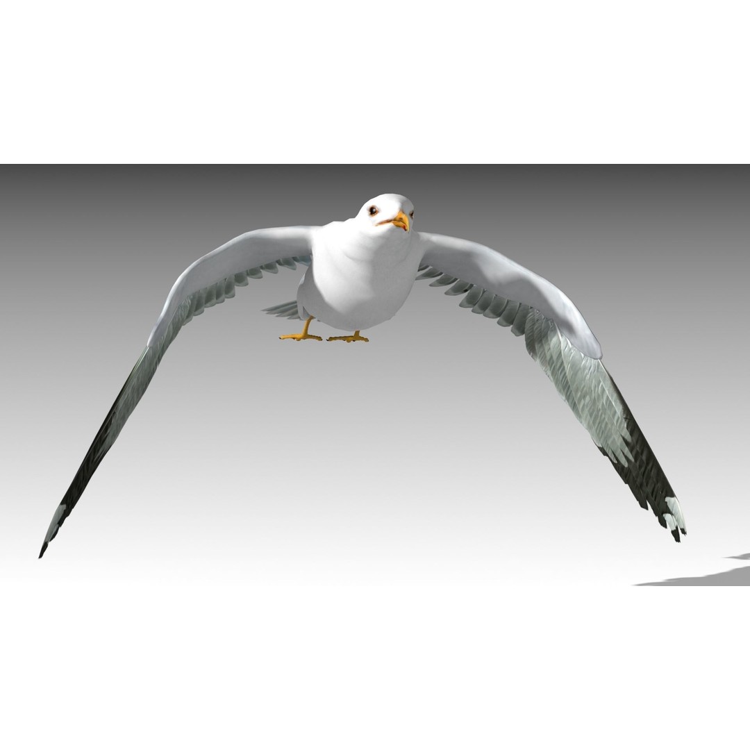 Seagull 3D Model – Low Poly Bird Asset with Animations, FBX - View 8