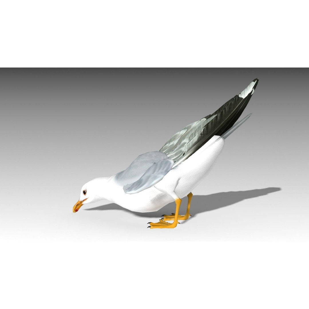 Seagull 3D Model – Low Poly Bird Asset with Animations, FBX - View 9