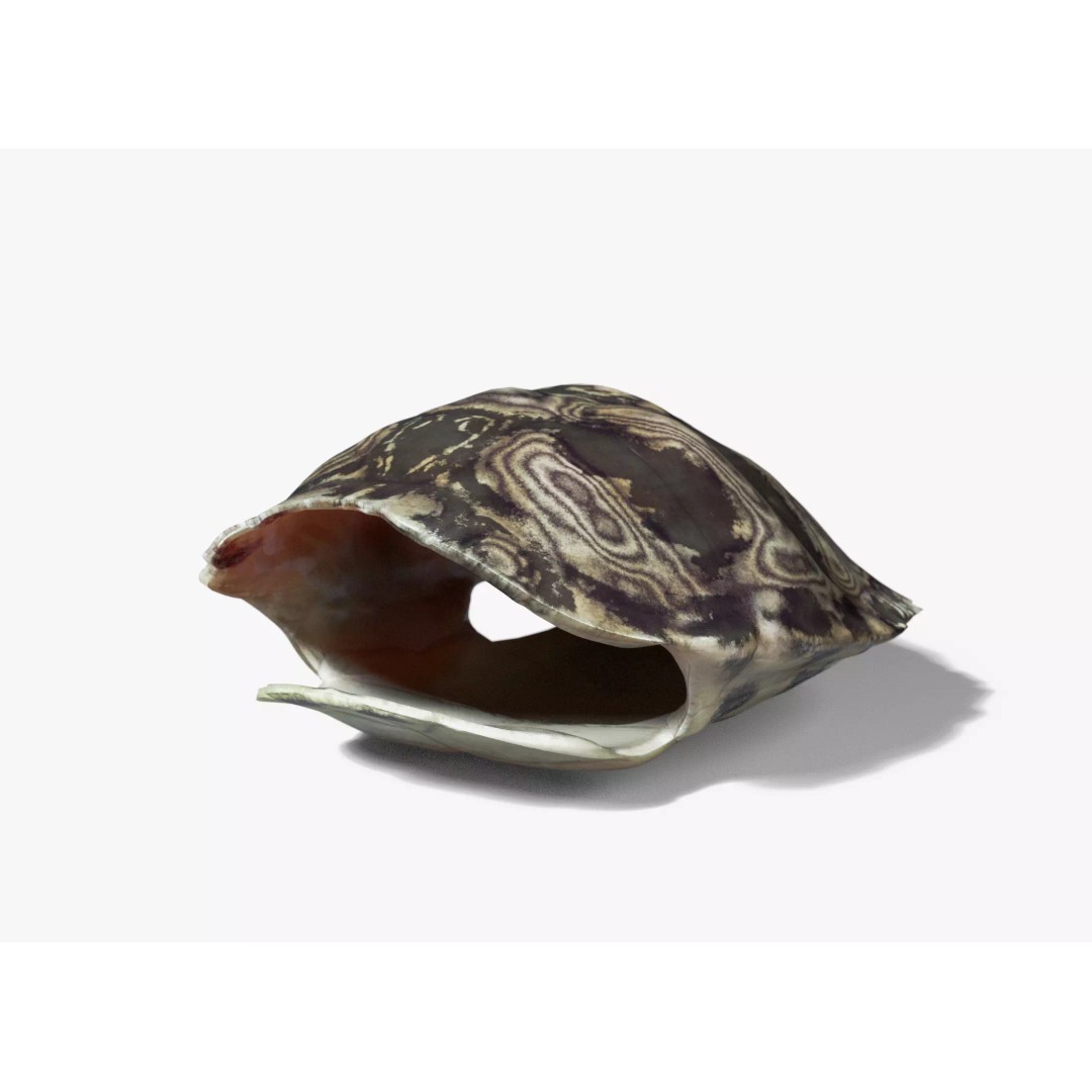 Painted Turtle Shell 3D Model – PBR Textured, Game-Ready FBX - View 2