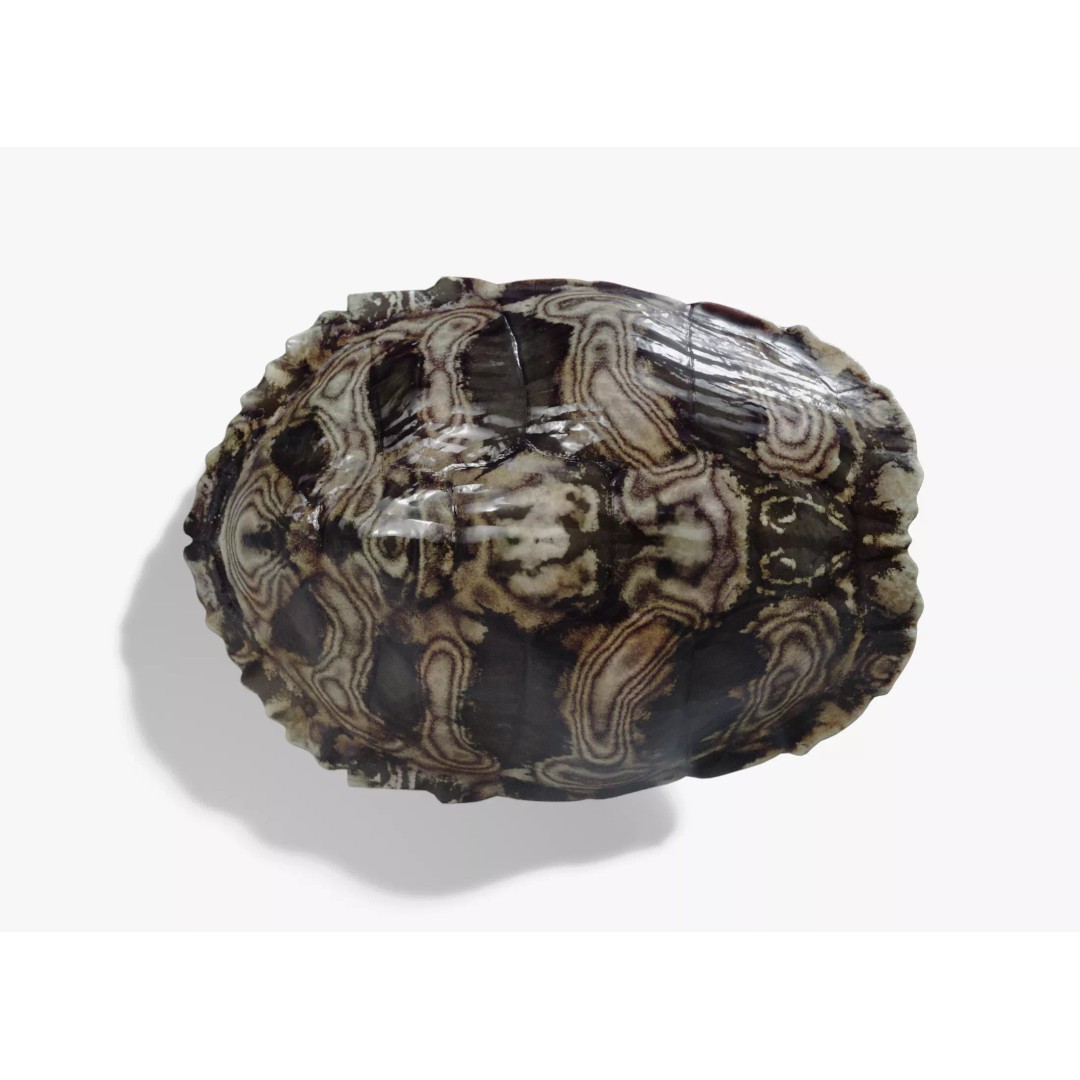 Painted Turtle Shell 3D Model – PBR Textured, Game-Ready FBX - View 3