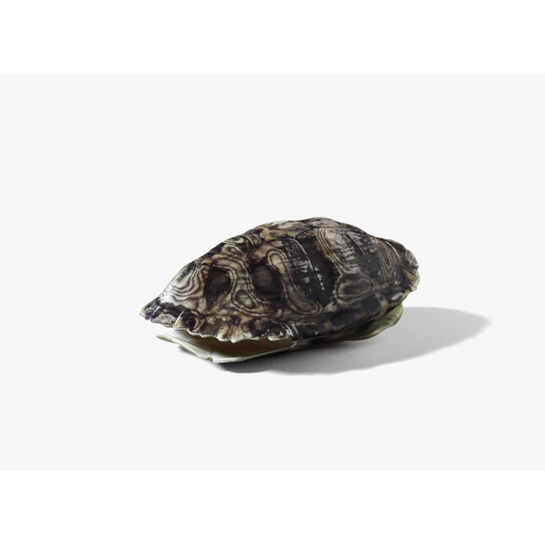 Painted Turtle Shell 3D Model – PBR Textured, Game-Ready FBX - View 4