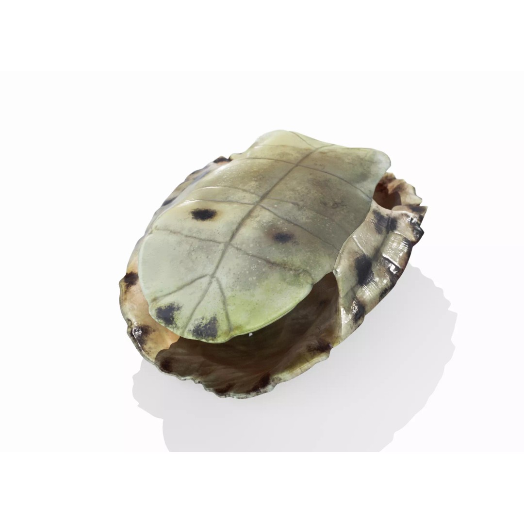 Painted Turtle Shell 3D Model – PBR Textured, Game-Ready FBX - View 5