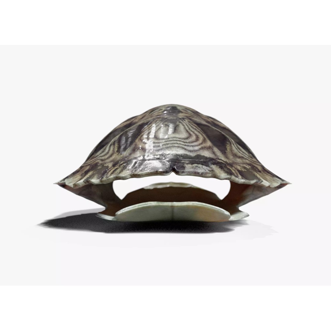 Painted Turtle Shell 3D Model – PBR Textured, Game-Ready FBX - View 6
