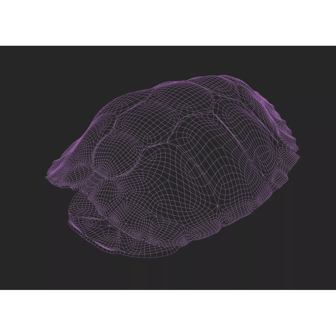 Painted Turtle Shell 3D Model – PBR Textured, Game-Ready FBX - View 7
