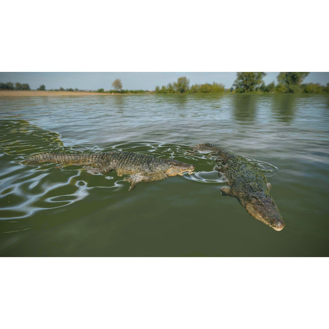Realistic Crocodile 3D Model – Low Poly Rigged Asset, FBX, PBR - View 5
