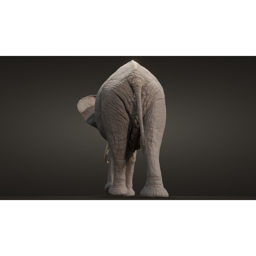 African Elephant 3D Model – Low Poly Rigged Asset, FBX, PBR - View 10
