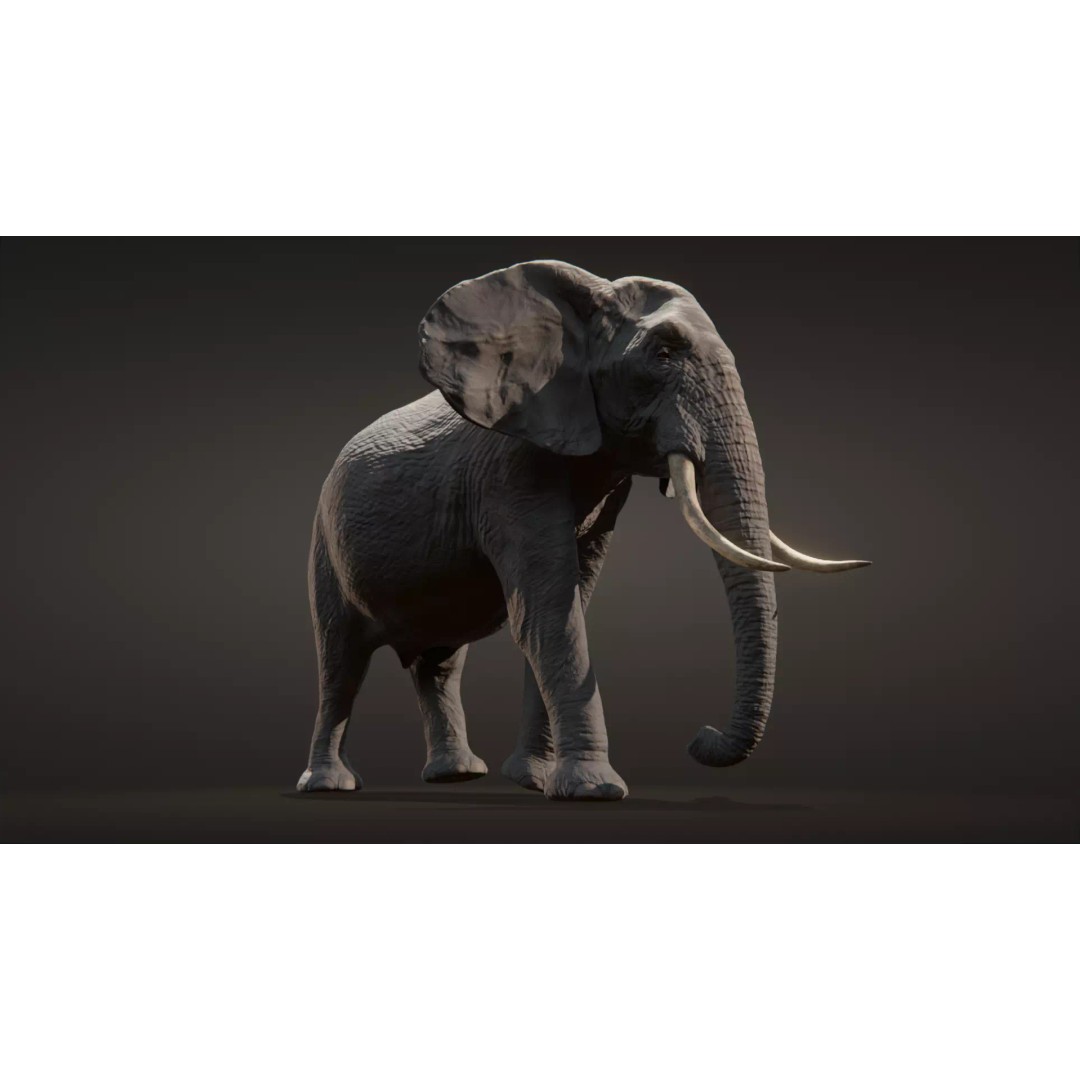 African Elephant 3D Model – Low Poly Rigged Asset, FBX, PBR - View 2