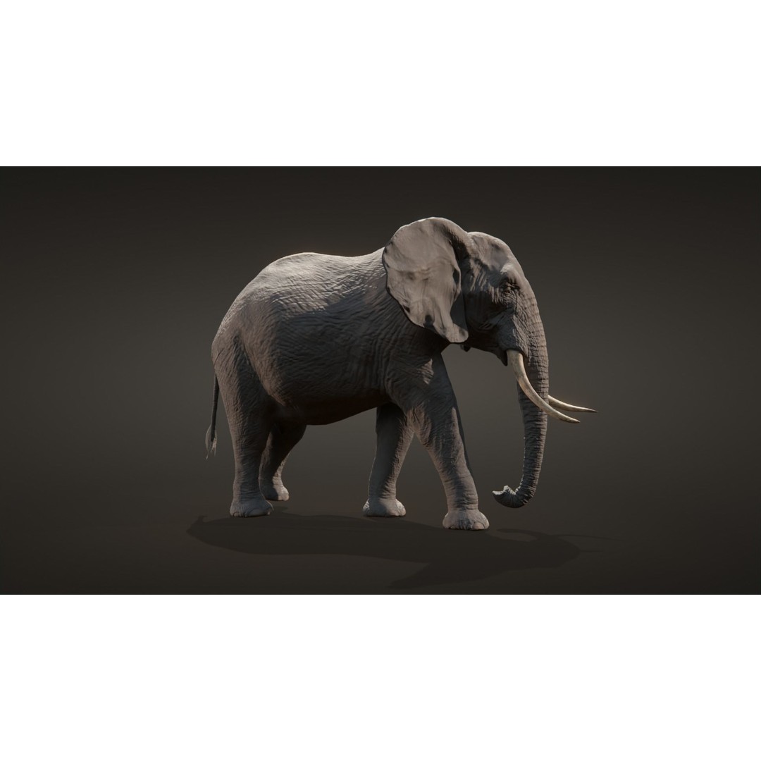 African Elephant 3D Model – Low Poly Rigged Asset, FBX, PBR - View 3