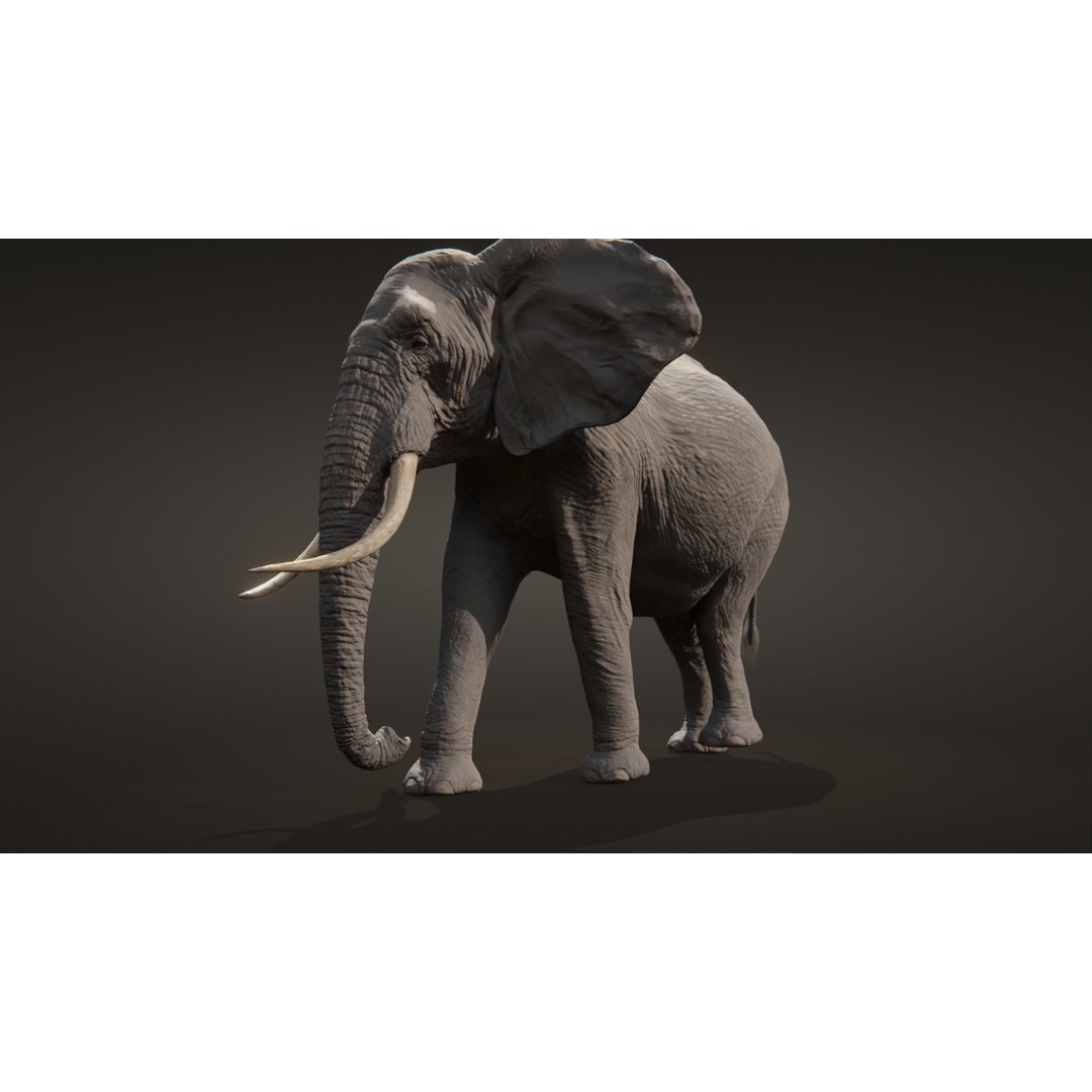 African Elephant 3D Model – Low Poly Rigged Asset, FBX, PBR - View 5