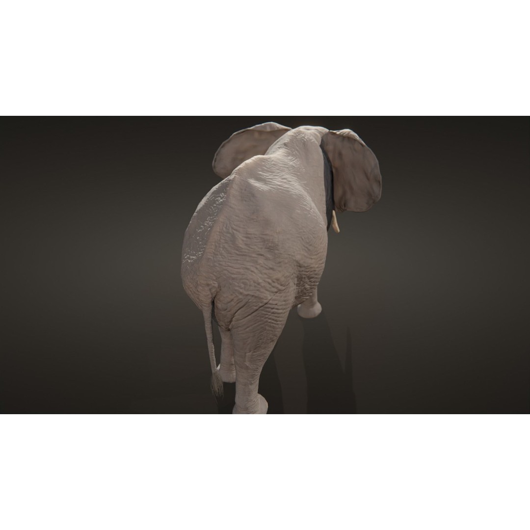 African Elephant 3D Model – Low Poly Rigged Asset, FBX, PBR - View 6