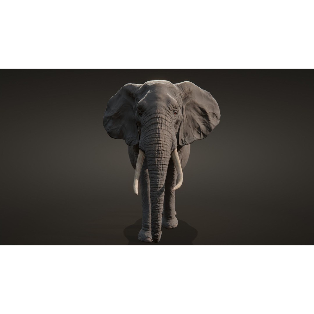 African Elephant 3D Model – Low Poly Rigged Asset, FBX, PBR - View 8