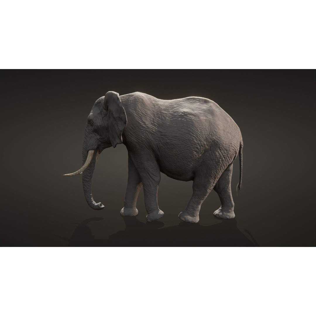 African Elephant 3D Model – Low Poly Rigged Asset, FBX, PBR - View 9