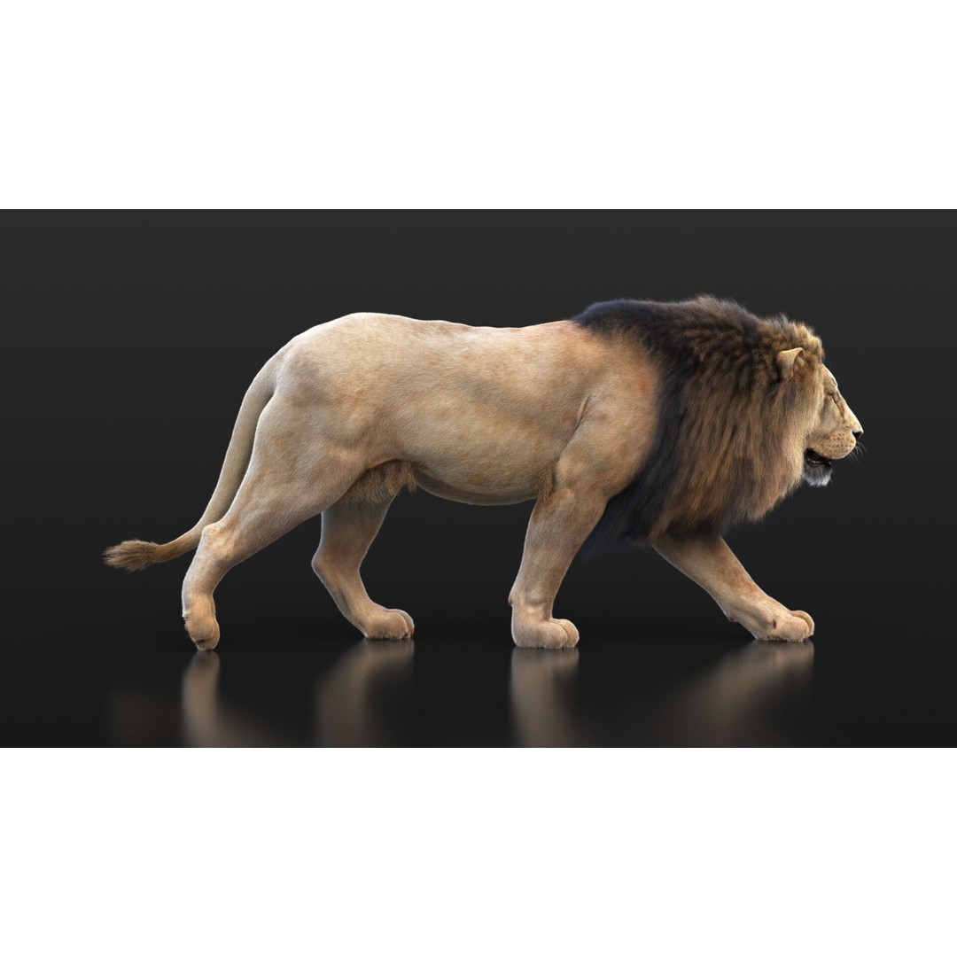Lion 3D Model – High Detailed Rigged Character with XGEN Core - View 15