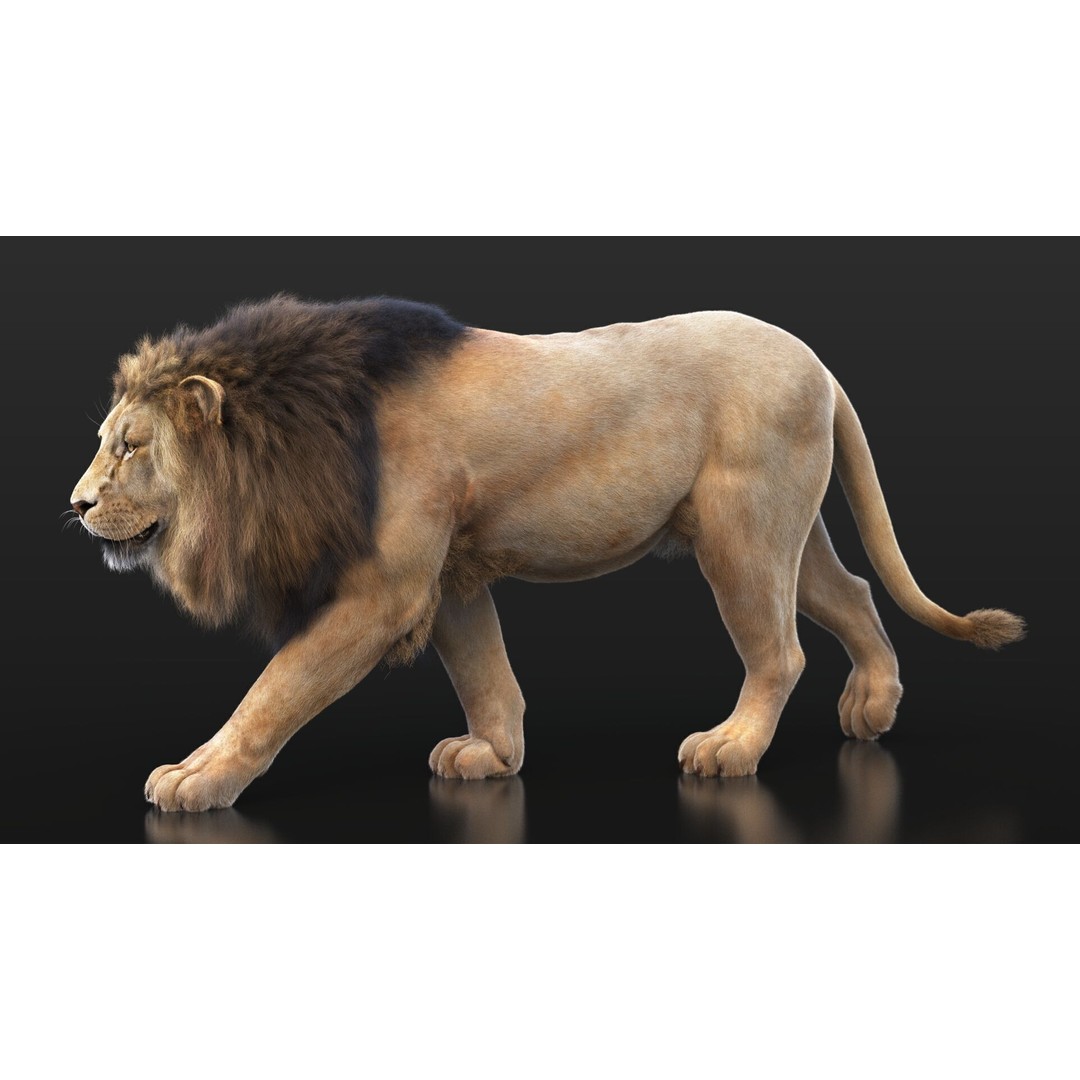 Lion 3D Model – High Detailed Rigged Character with XGEN Core - View 3