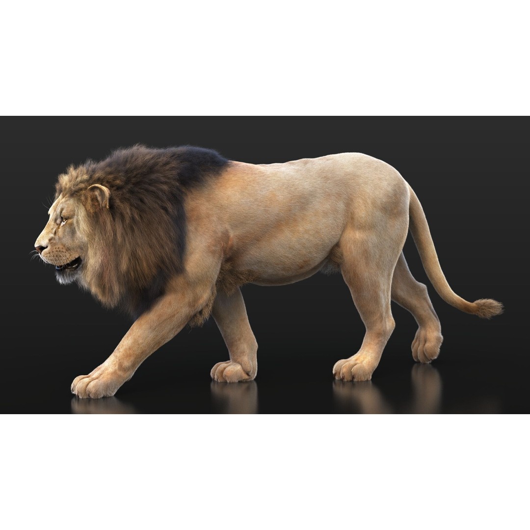 Lion 3D Model – High Detailed Rigged Character with XGEN Core - View 4