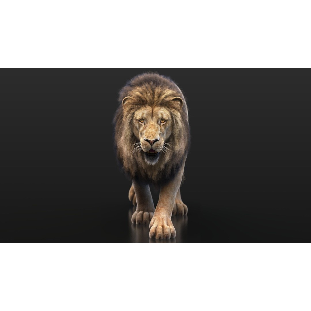 Lion 3D Model – High Detailed Rigged Character with XGEN Core - View 5