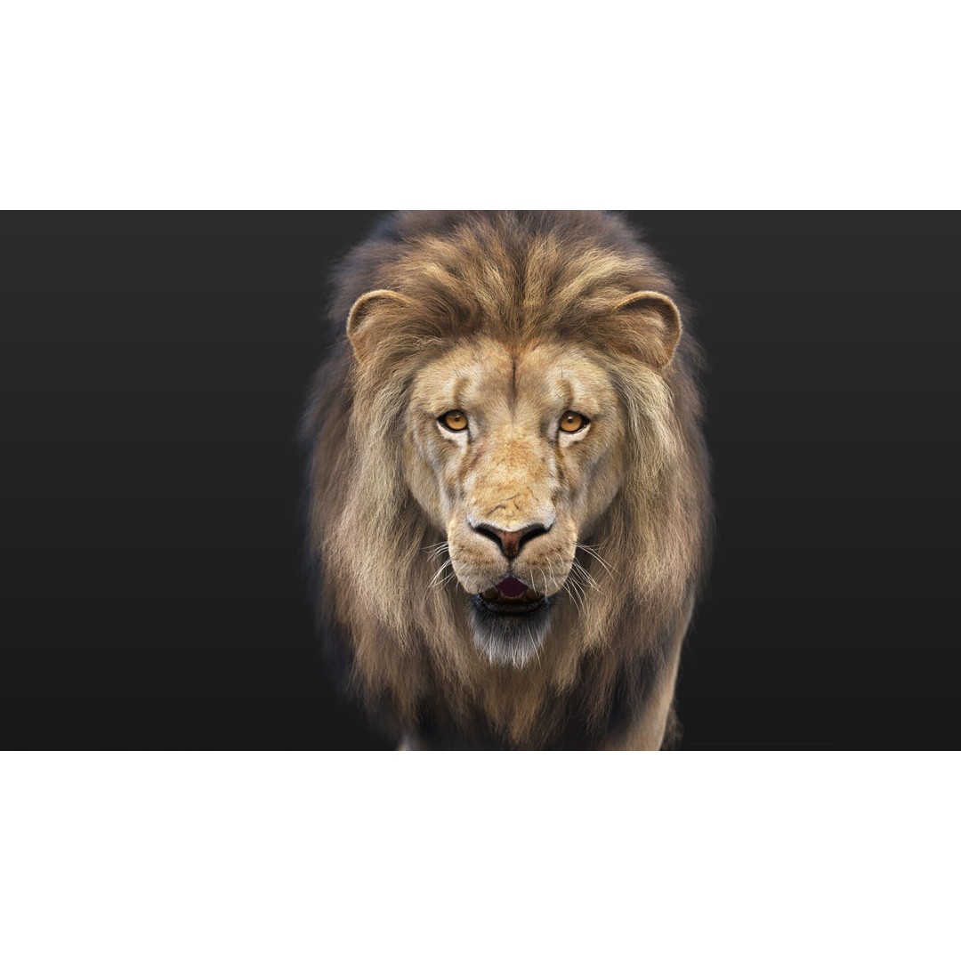 Lion 3D Model – High Detailed Rigged Character with XGEN Core - View 6