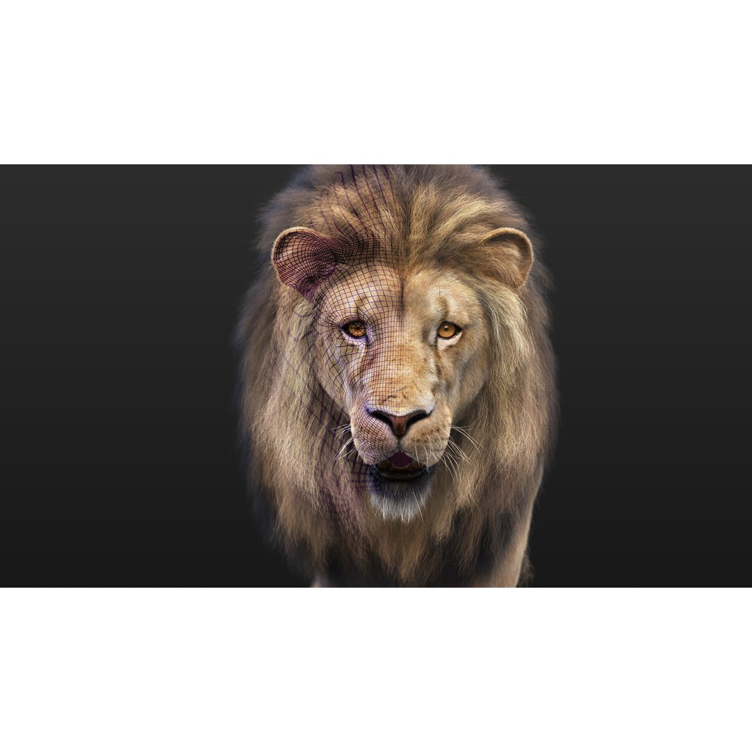 Lion 3D Model – High Detailed Rigged Character with XGEN Core - View 7