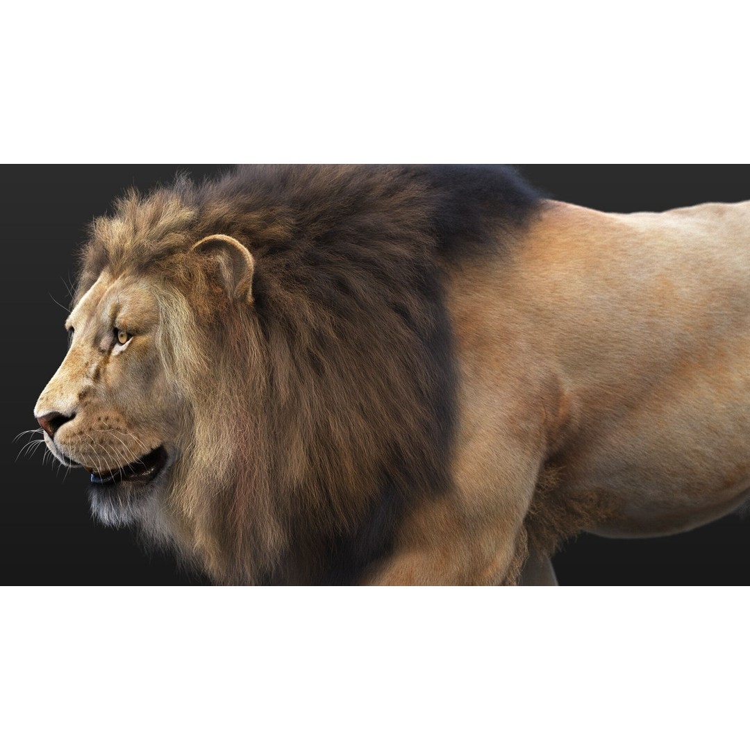 Lion 3D Model – High Detailed Rigged Character with XGEN Core - View 8