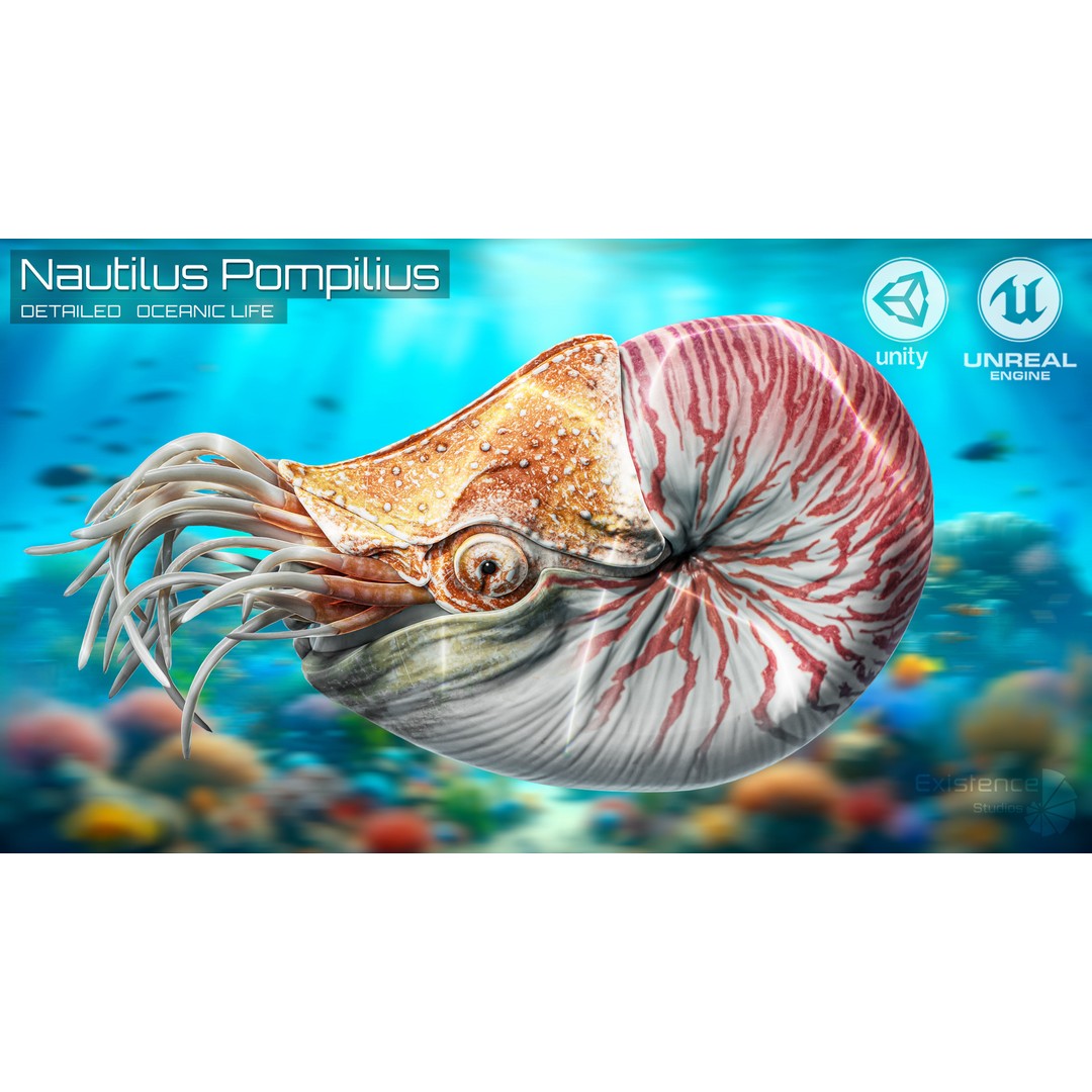 Nautilus Pompilius 3D Model – Low Poly Rigged Creature with PBR Textures, FBX - View 3