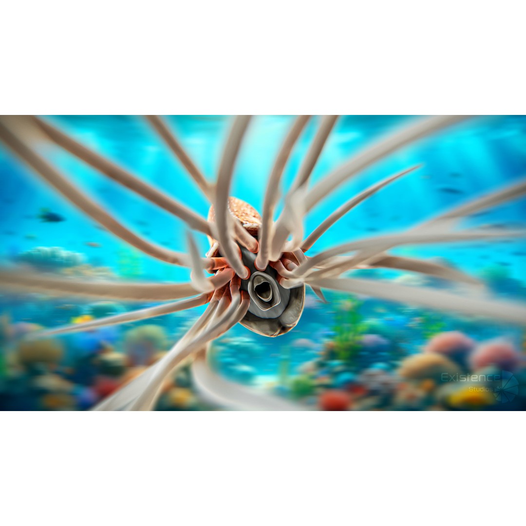 Nautilus Pompilius 3D Model – Low Poly Rigged Creature with PBR Textures, FBX - View 7