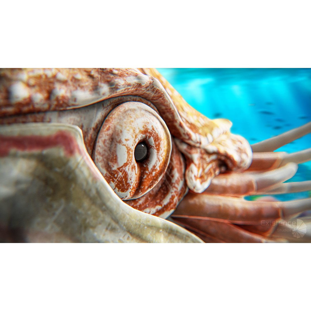 Nautilus Pompilius 3D Model – Low Poly Rigged Creature with PBR Textures, FBX - View 8