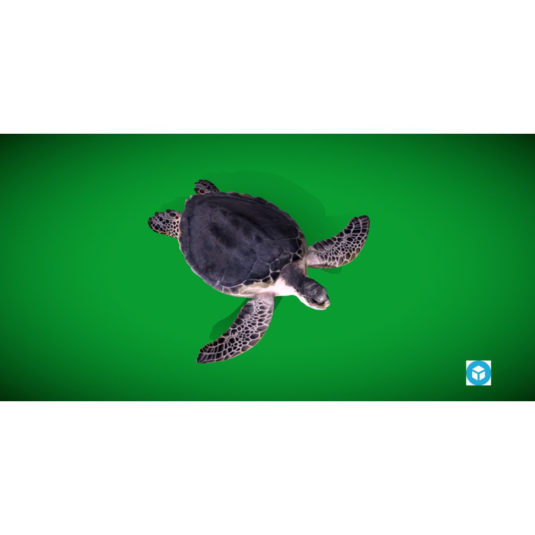 Sea Turtle 3D Model – Low Poly Game Ready, FBX & Blender Formats