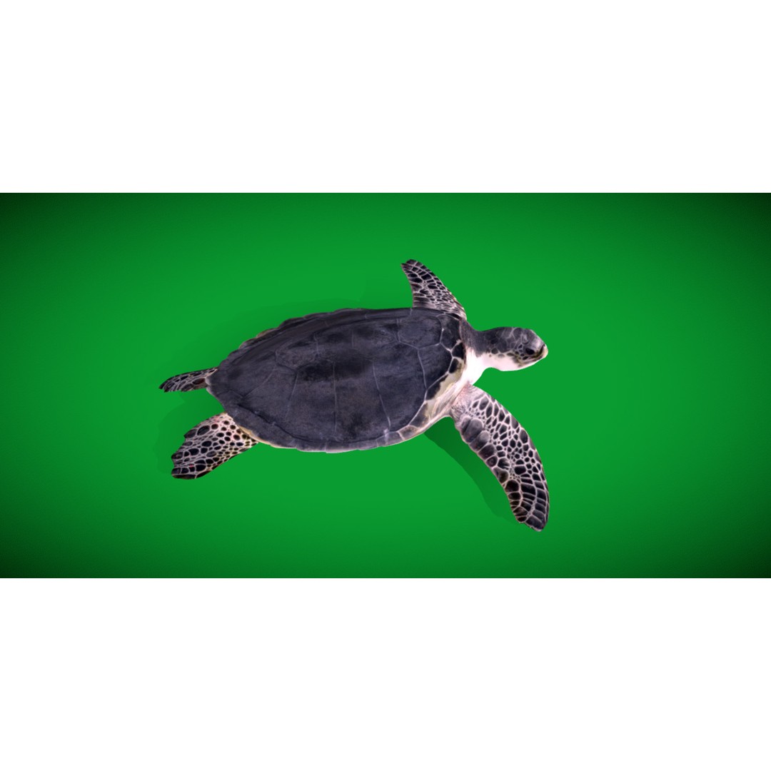 Sea Turtle 3D Model – Low Poly Game Ready, FBX & Blender Formats - View 10