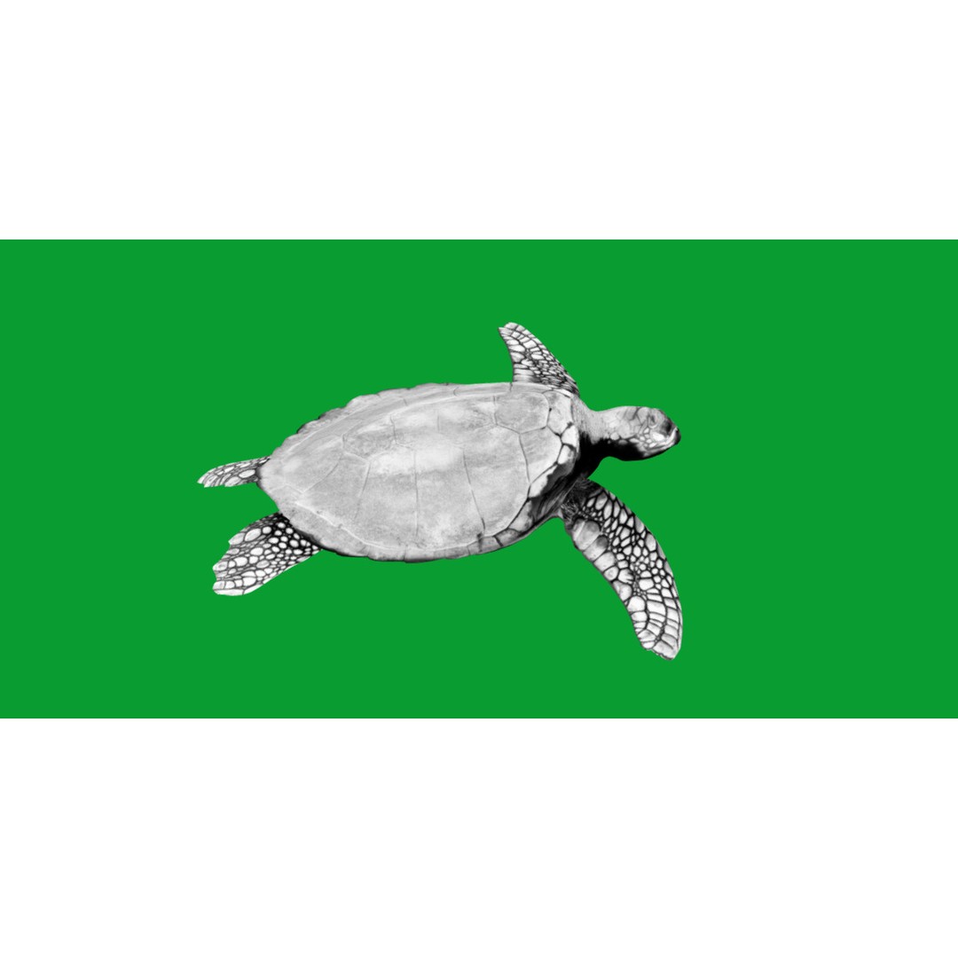 Sea Turtle 3D Model – Low Poly Game Ready, FBX & Blender Formats - View 11