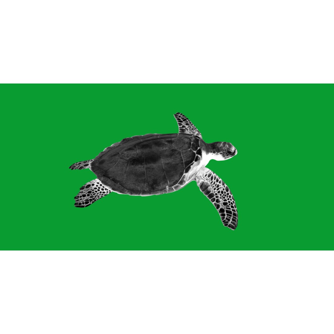 Sea Turtle 3D Model – Low Poly Game Ready, FBX & Blender Formats - View 12