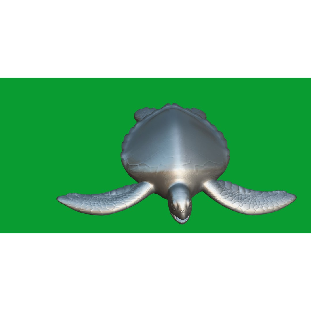 Sea Turtle 3D Model – Low Poly Game Ready, FBX & Blender Formats - View 15