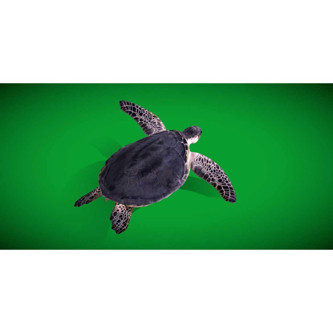 Sea Turtle 3D Model – Low Poly Game Ready, FBX & Blender Formats - View 19