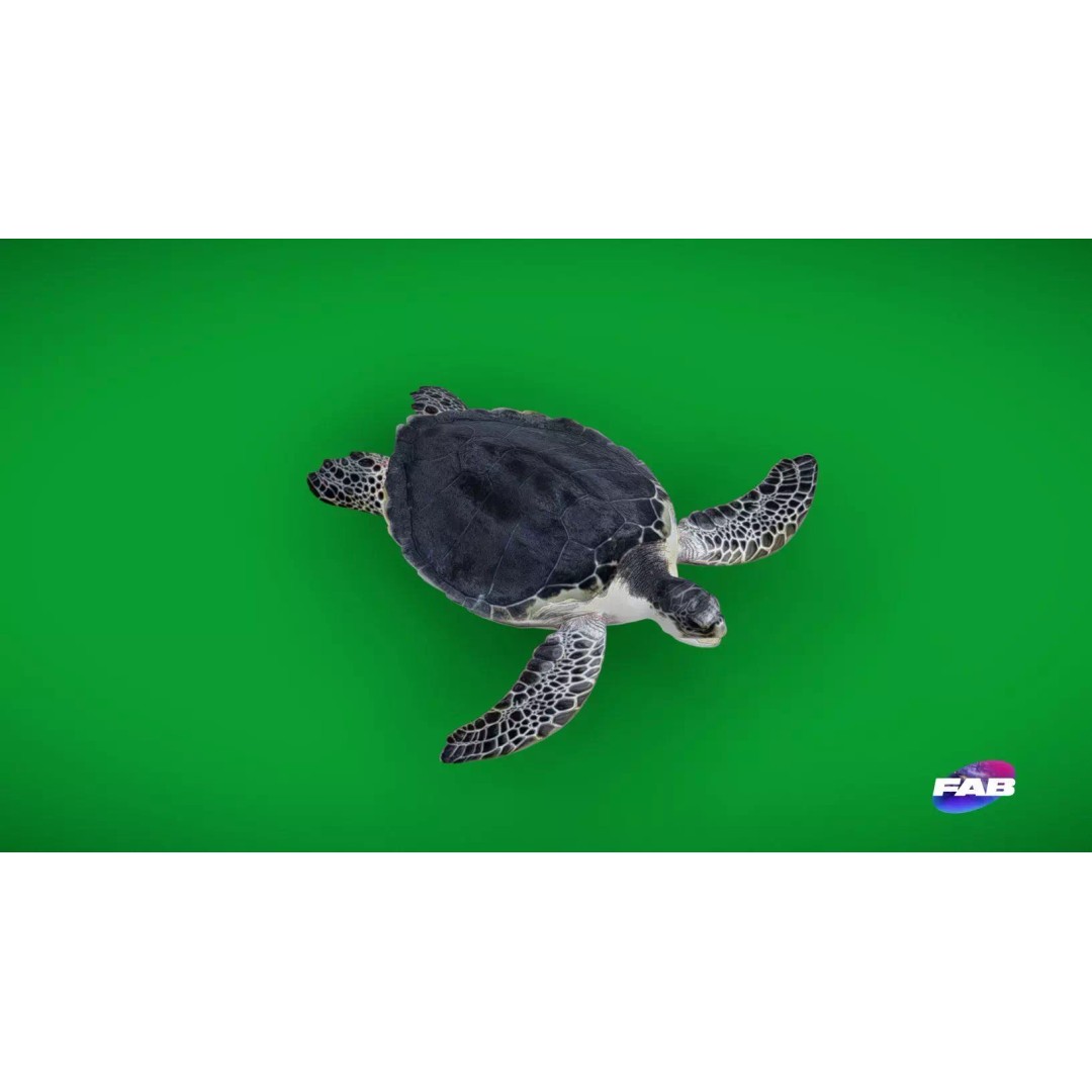 Sea Turtle 3D Model – Low Poly Game Ready, FBX & Blender Formats - View 2