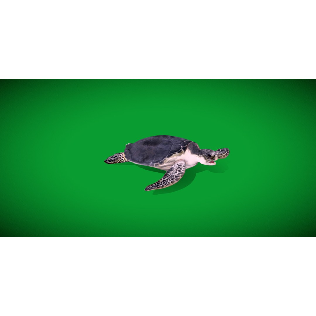 Sea Turtle 3D Model – Low Poly Game Ready, FBX & Blender Formats - View 22