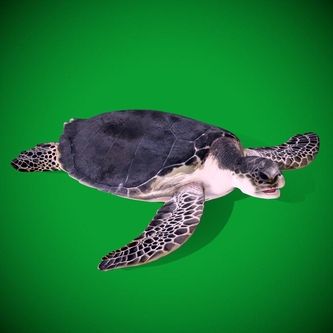 Sea Turtle 3D Model – Low Poly Game Ready, FBX & Blender Formats - View 23